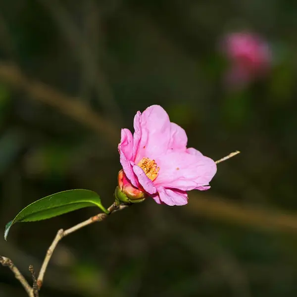 Pink flower